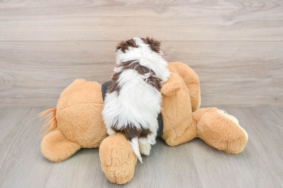 Hypoallergenic Havanese Baby