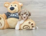 8 week old Havanese Puppy For Sale - Puppy Love PR