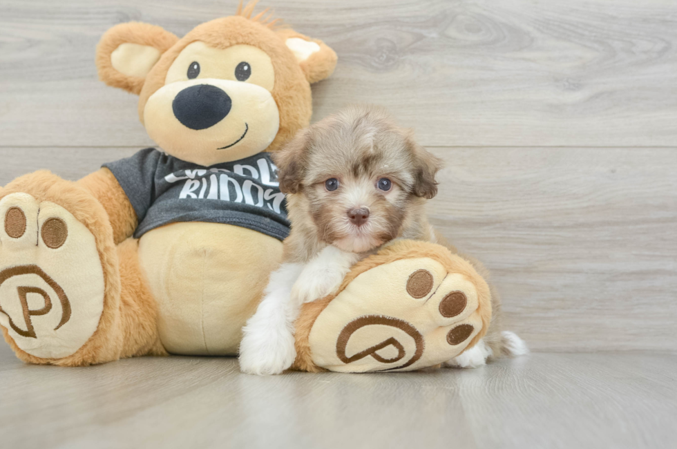 5 week old Havanese Puppy For Sale - Puppy Love PR