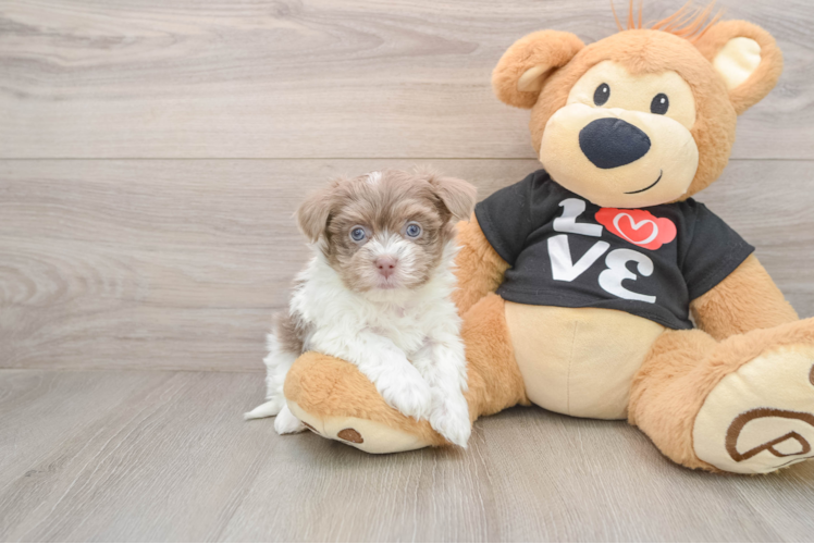 Havanese Puppy for Adoption