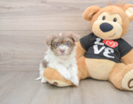 9 week old Havanese Puppy For Sale - Puppy Love PR