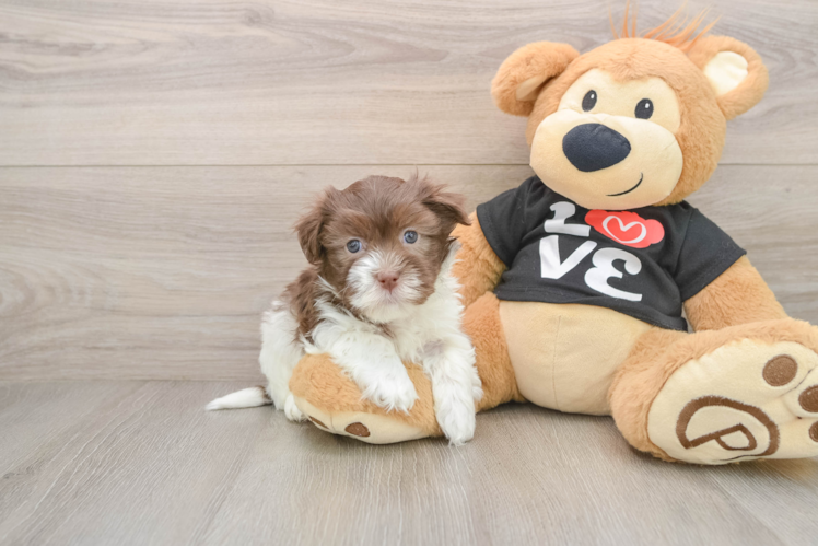 Akc Registered Havanese Baby