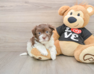 7 week old Havanese Puppy For Sale - Puppy Love PR