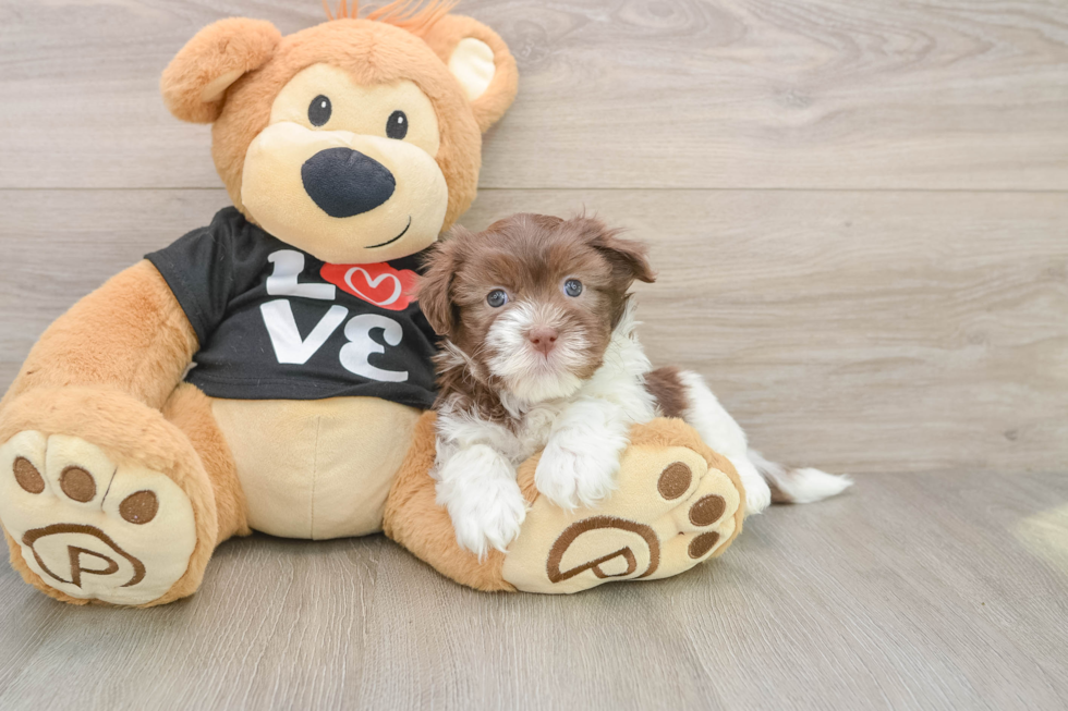 Havanese Pup Being Cute