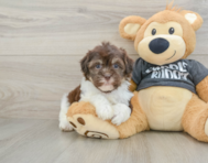 9 week old Havanese Puppy For Sale - Puppy Love PR