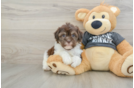 Havanese Pup Being Cute