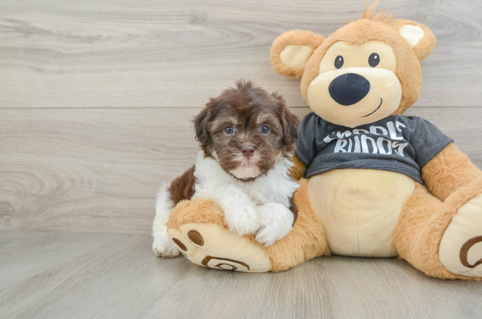 5 week old Havanese Puppy For Sale - Puppy Love PR