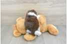 Havanese Puppy for Adoption