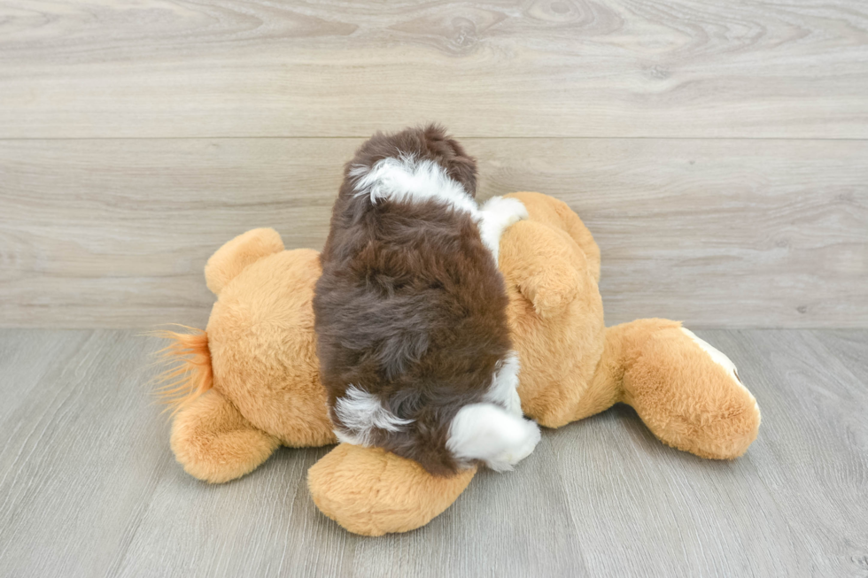 Havanese Puppy for Adoption