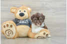 Havanese Pup Being Cute