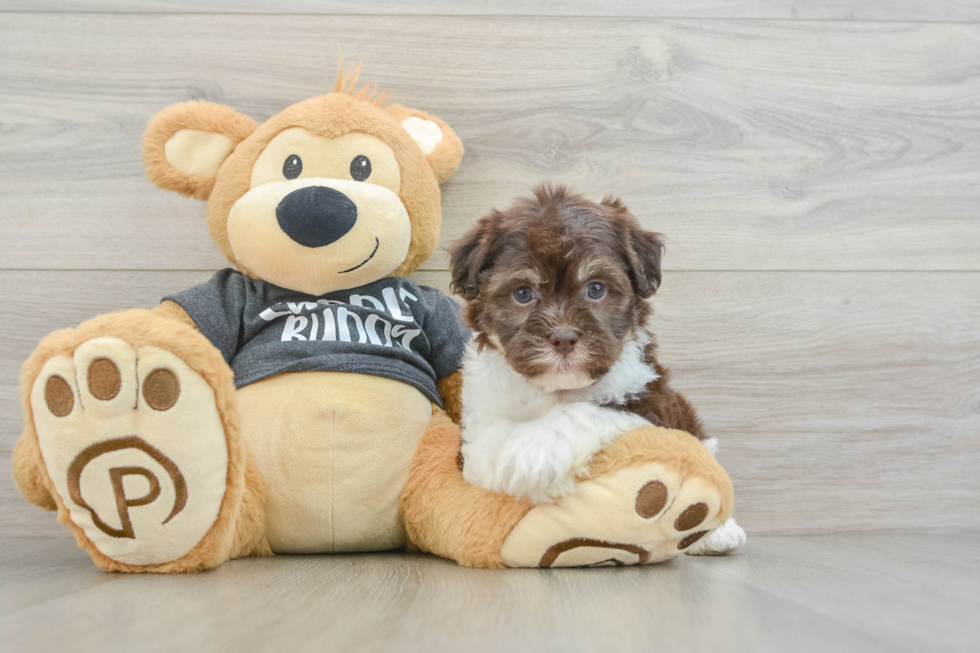 Havanese Pup Being Cute