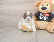10 week old Havanese Puppy For Sale - Puppy Love PR