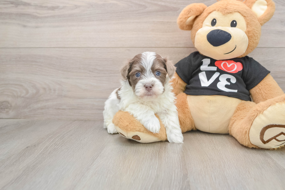 Little Havanese Purebred Pup