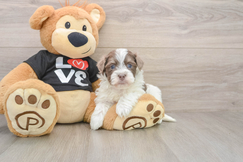 Cute Bichon Habanero Purebred Puppy