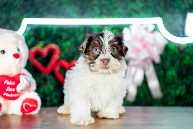 Cute Havanese Baby