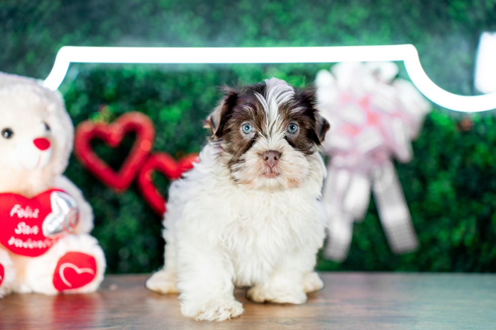 Cute Havanese Baby