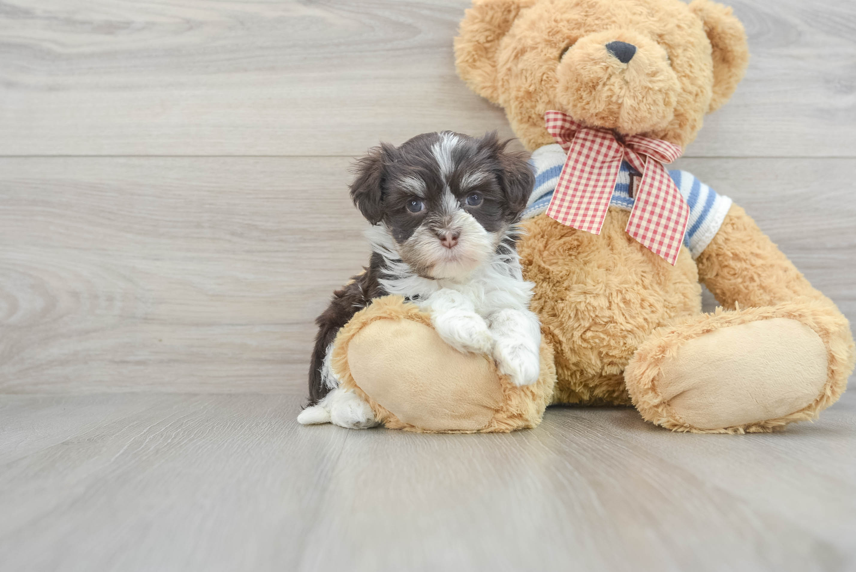 Little Havanese Baby