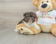 6 week old Havanese Puppy For Sale - Puppy Love PR