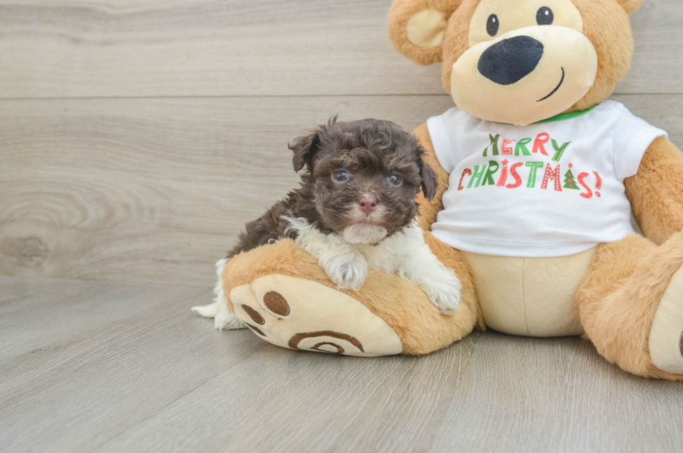 5 week old Havanese Puppy For Sale - Puppy Love PR