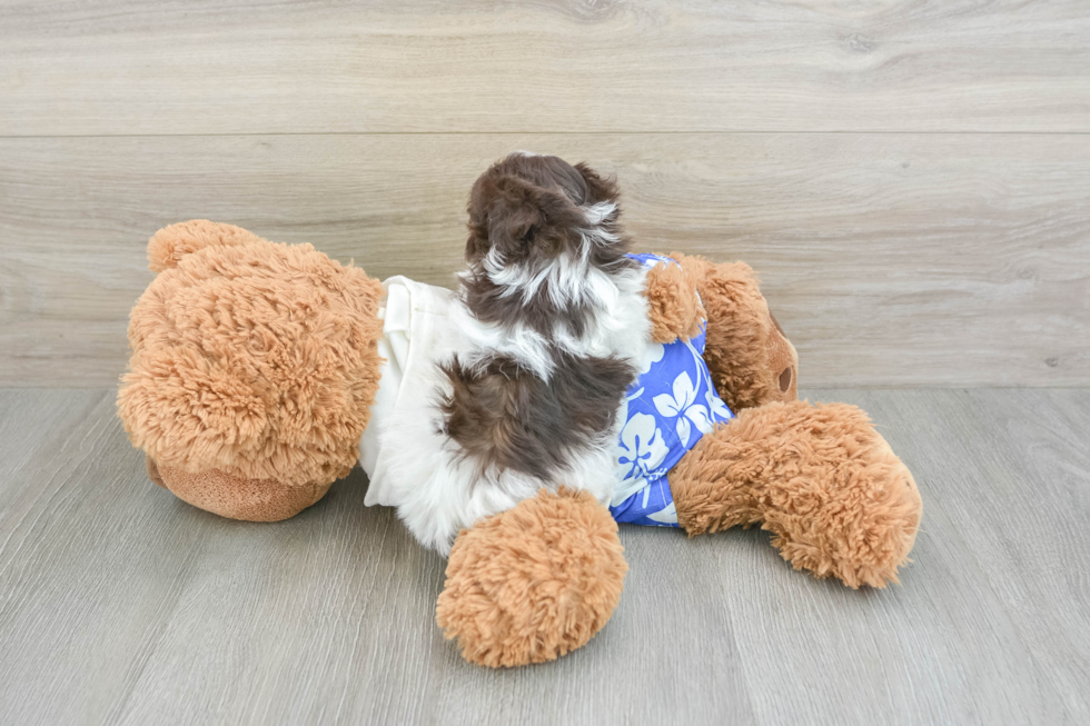 Best Havanese Baby