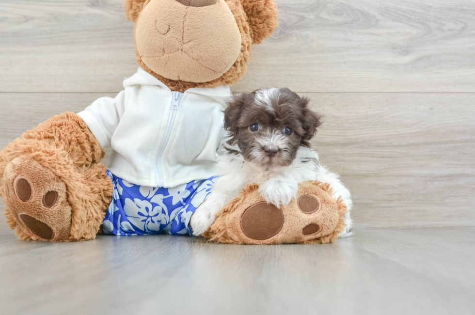 5 week old Havanese Puppy For Sale - Puppy Love PR