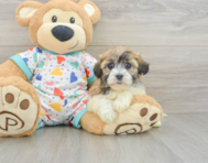 6 week old Havanese Puppy For Sale - Puppy Love PR