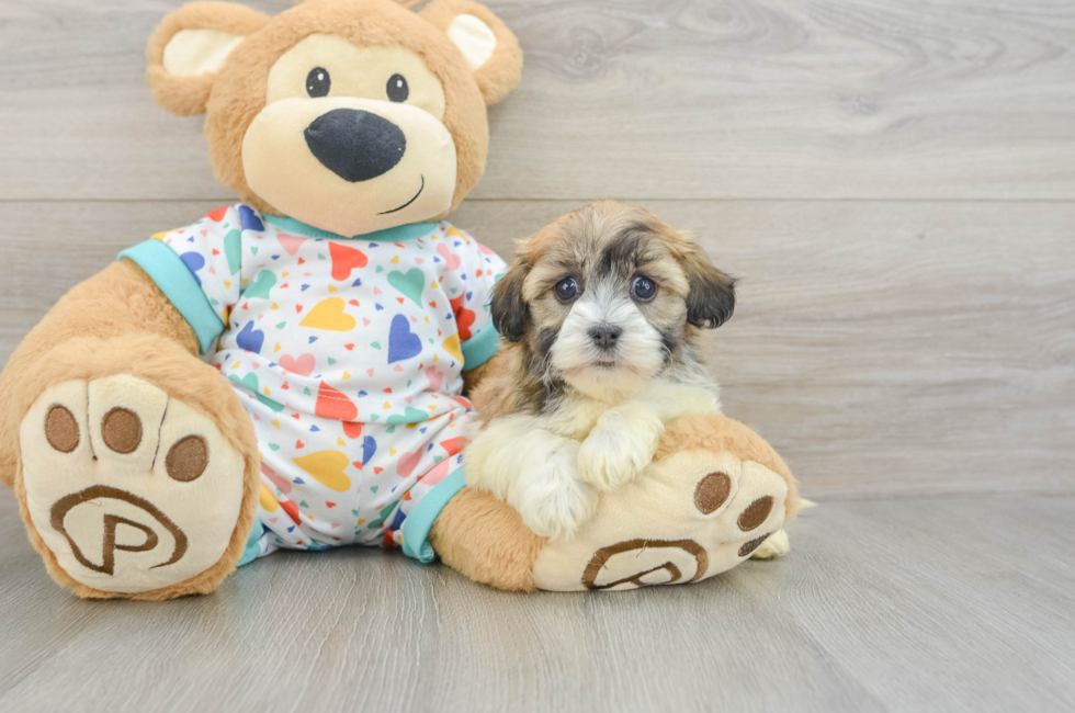 5 week old Havanese Puppy For Sale - Puppy Love PR