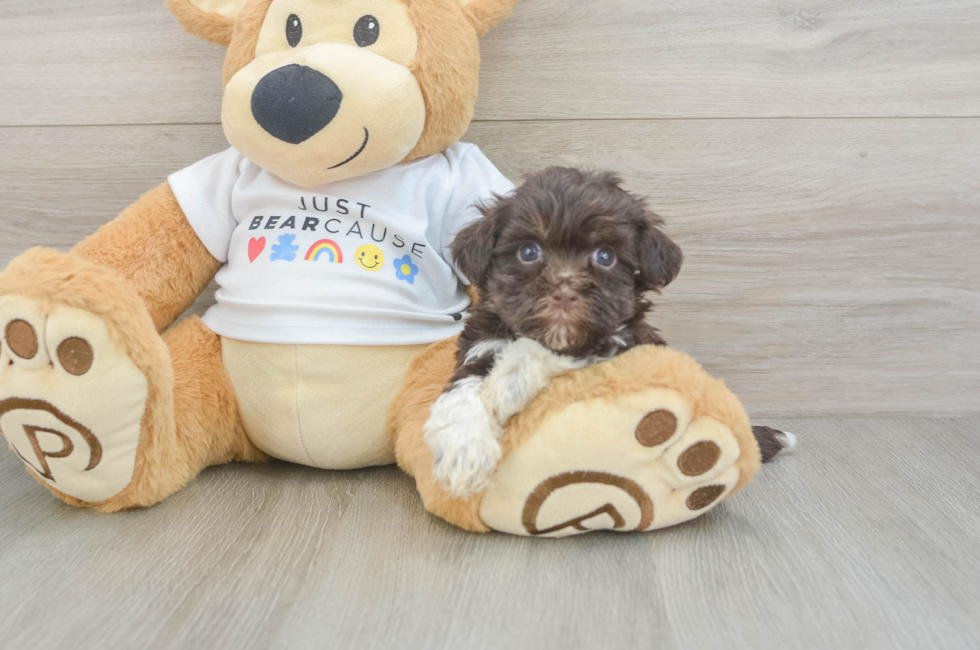 7 week old Havanese Puppy For Sale - Puppy Love PR