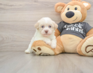 5 week old Havanese Puppy For Sale - Puppy Love PR