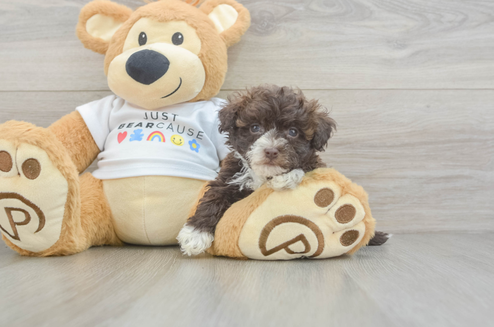 7 week old Havanese Puppy For Sale - Puppy Love PR