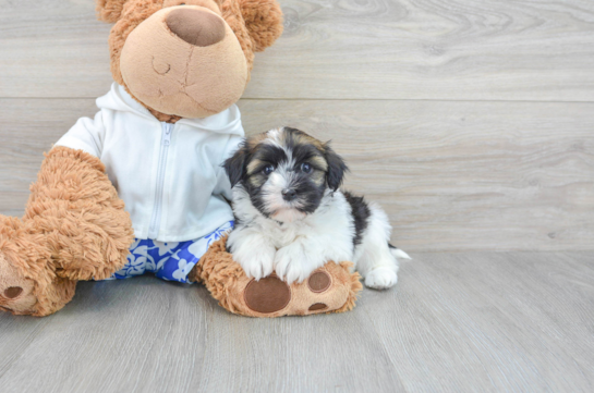 Best Havanese Baby