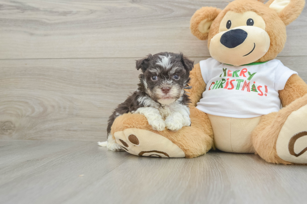 Friendly Havanese Baby