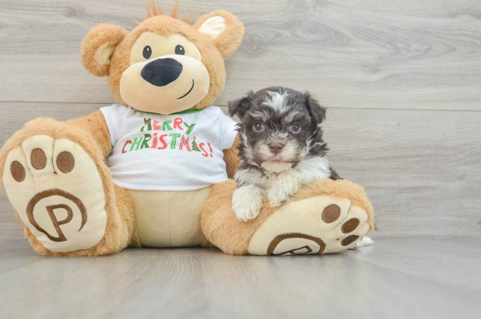 5 week old Havanese Puppy For Sale - Puppy Love PR