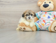 6 week old Havanese Puppy For Sale - Puppy Love PR