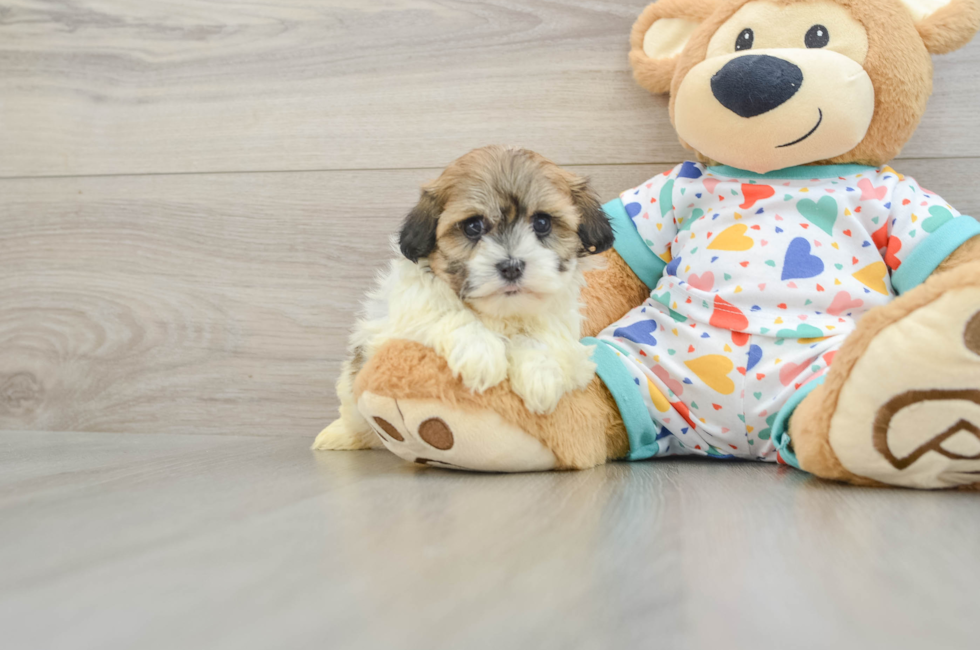 5 week old Havanese Puppy For Sale - Puppy Love PR