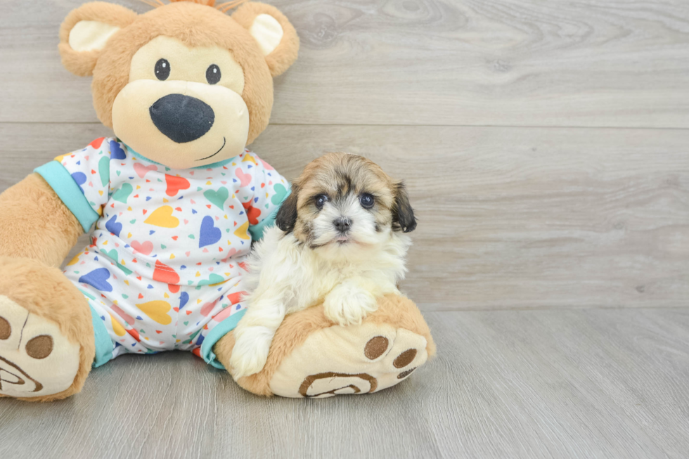 Best Havanese Baby