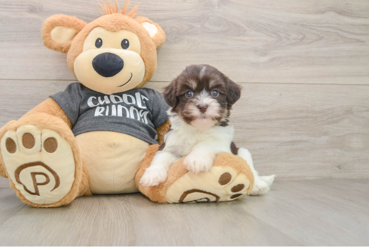 Havanese Pup Being Cute