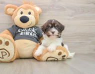 5 week old Havanese Puppy For Sale - Puppy Love PR