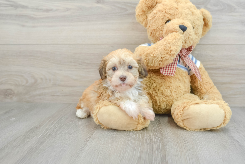 Sweet Bichon Habanero Purebred Puppy
