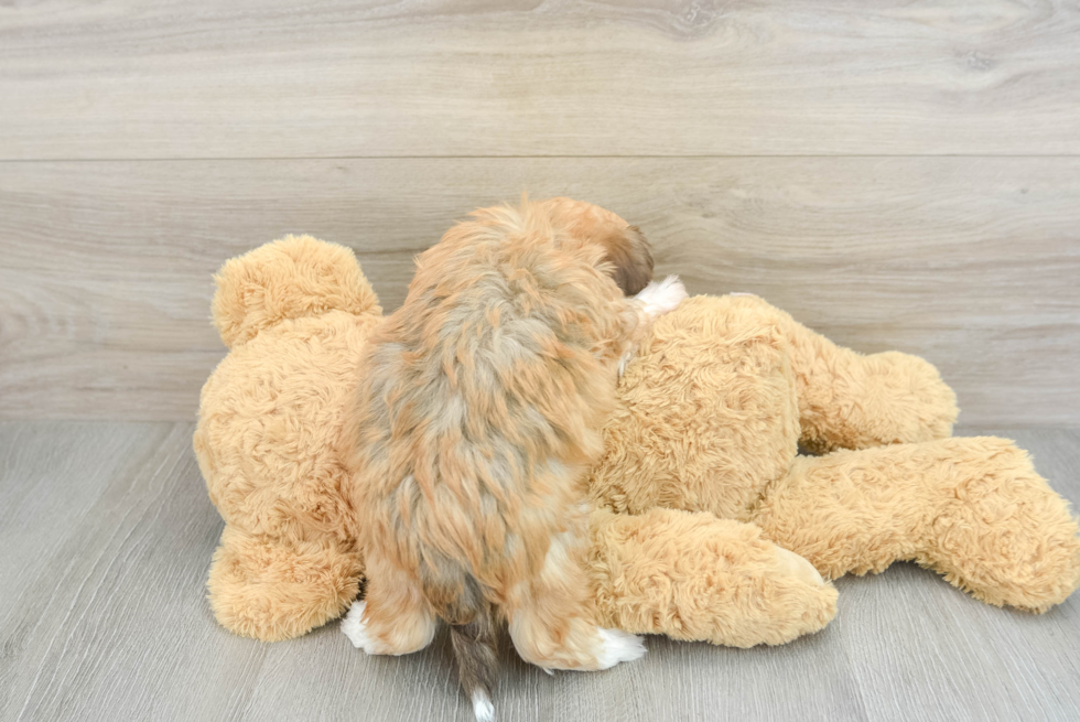Havanese Puppy for Adoption