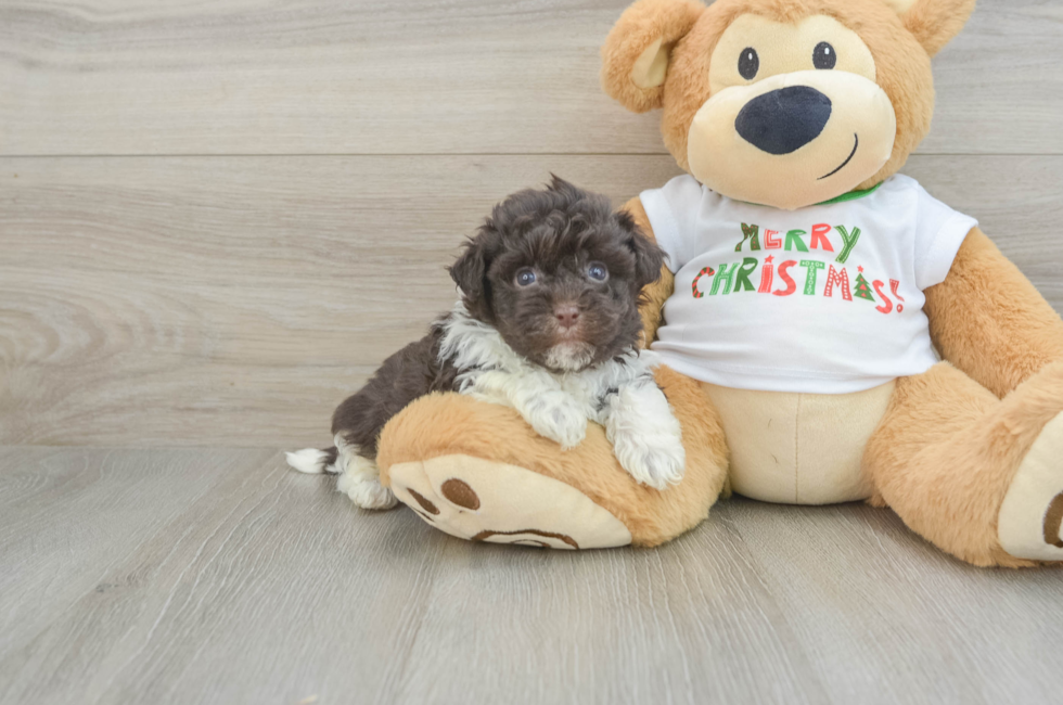 5 week old Havanese Puppy For Sale - Puppy Love PR