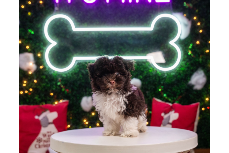 Havanese Puppy for Adoption