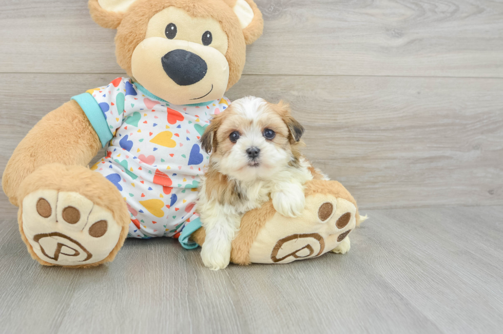 5 week old Havanese Puppy For Sale - Puppy Love PR