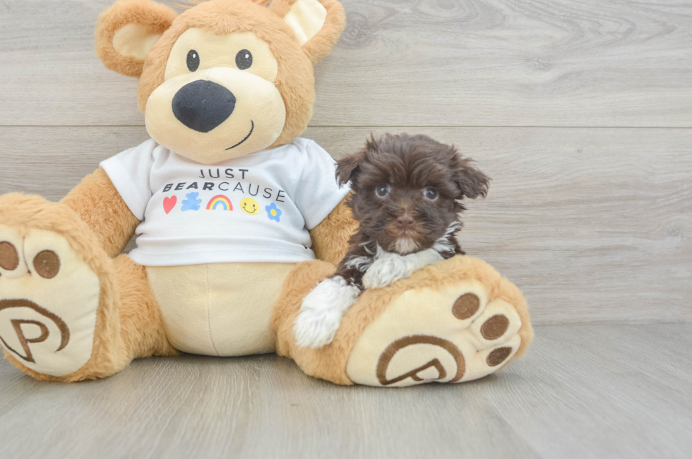 7 week old Havanese Puppy For Sale - Puppy Love PR