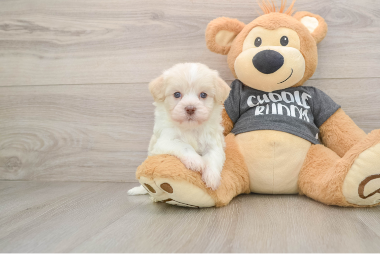 Best Havanese Baby