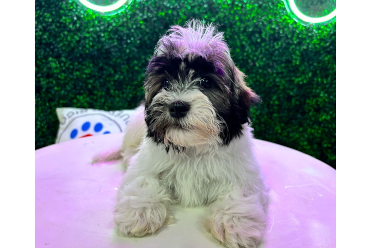 Havanese Puppy for Adoption
