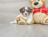 7 week old Havanese Puppy For Sale - Puppy Love PR