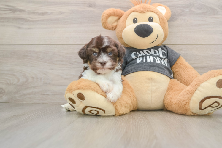 Hypoallergenic Havanese Baby