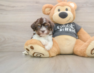 5 week old Havanese Puppy For Sale - Puppy Love PR