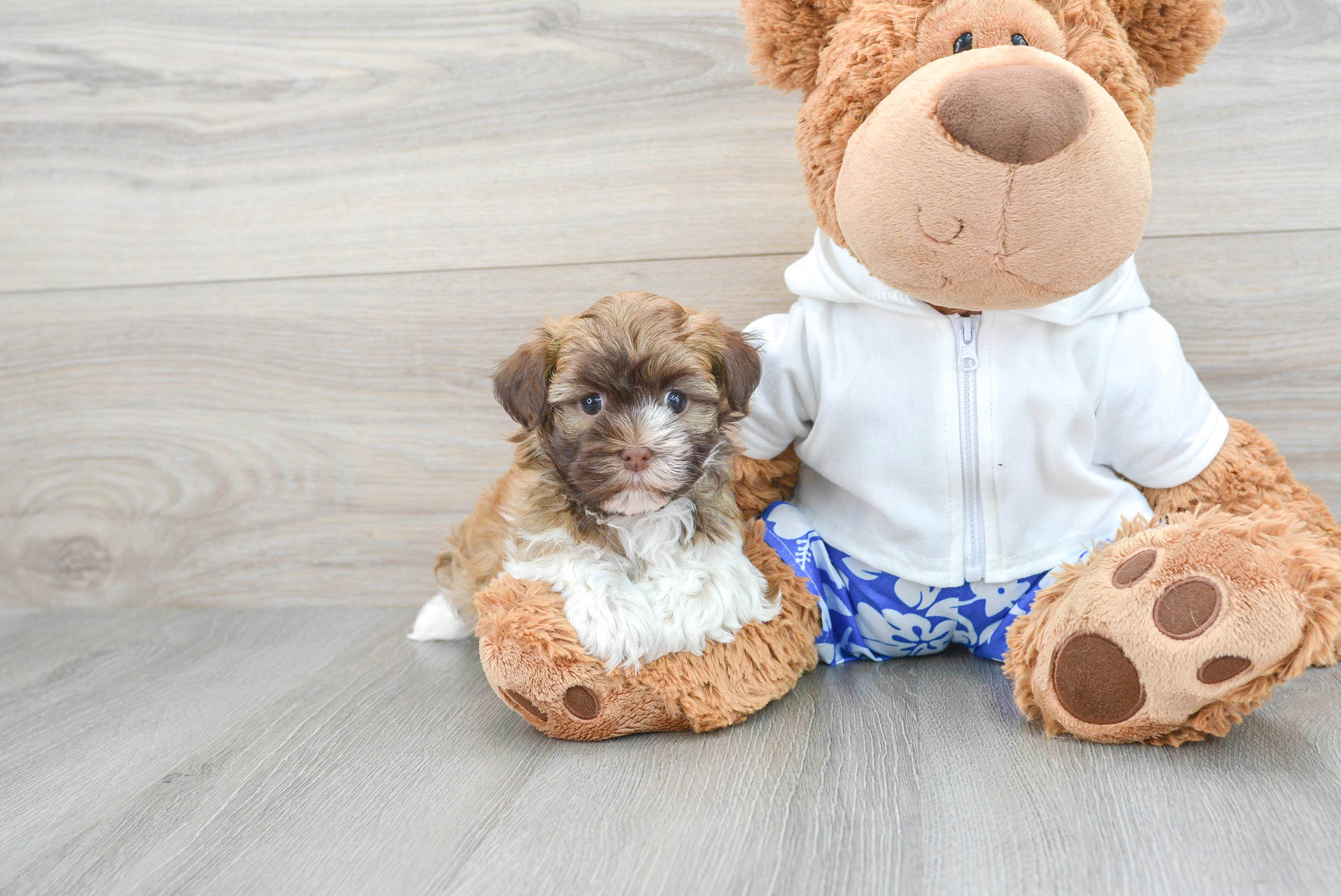 Happy Havanese Purebred Puppy